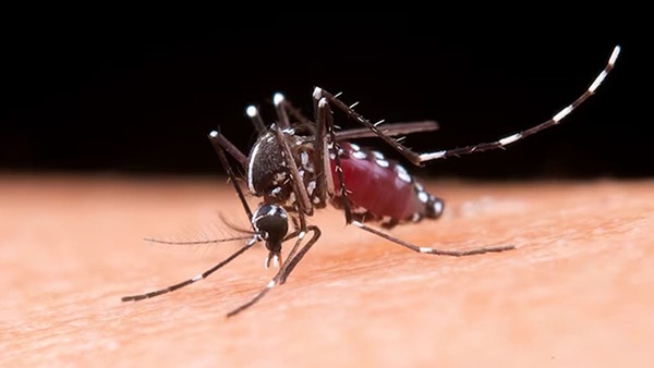 dengue increasing In Karnataka