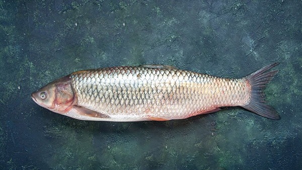 How to know Fish Freshness