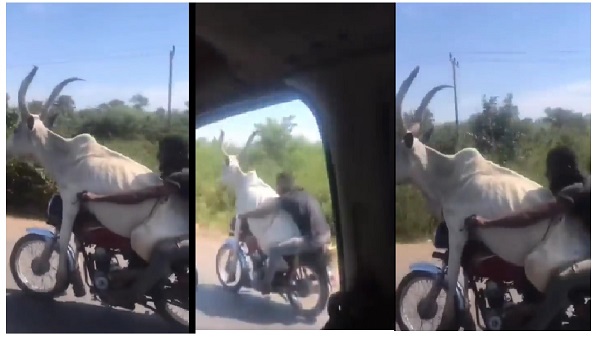 Bull In Bike