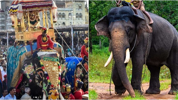 Dasara Fame Elephant Arjuna Dasara Fame Elephant Arjuna