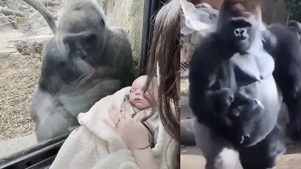 Bannerghatta National Park chimpanzee