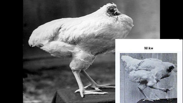 mike survived without head