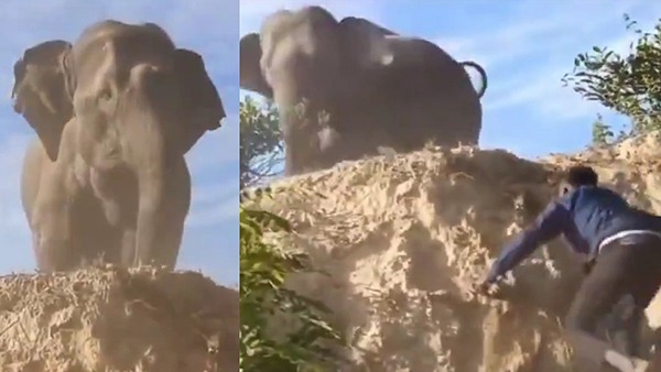 Man Throwing Slippers To Elephant