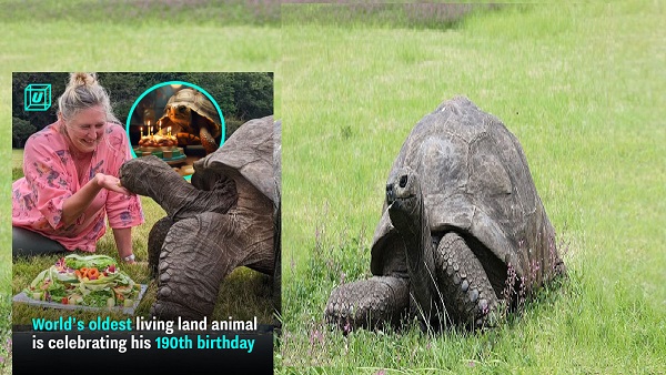 World’s Oldest Living Land Animal