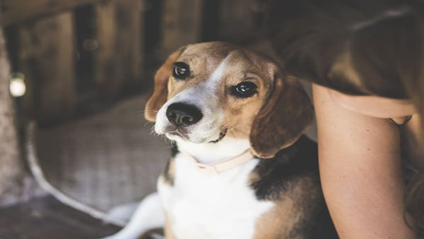 animals can predict danger