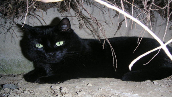 animals can predict danger