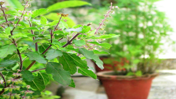 Tulsi