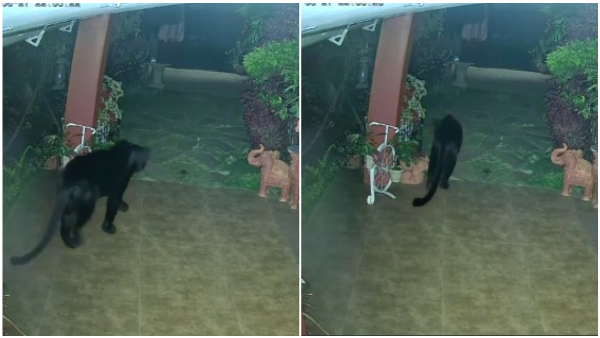 Black Panther Jumps And Enters House