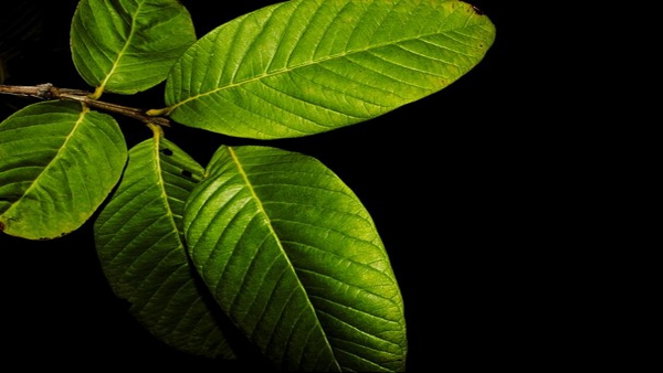 Guava leaves Home Remedies