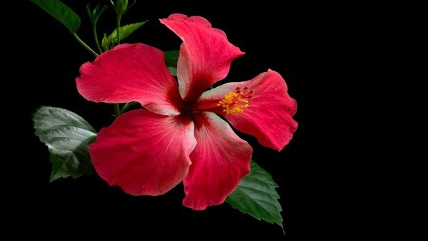 How To Make Hibiscus Tea In Kannada