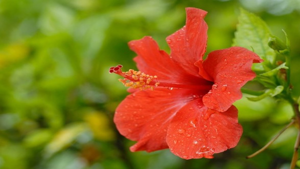 How To Make Hibiscus Tea In Kannada
