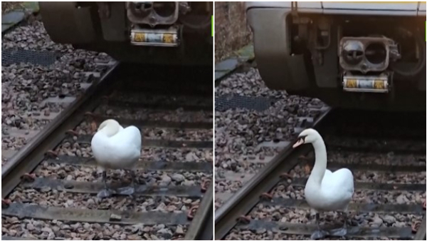 Interesting Facts About Swan in Kannada