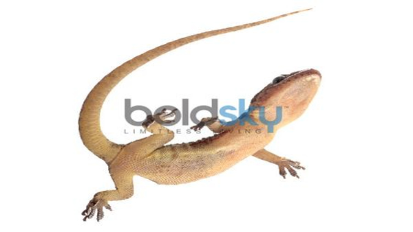 Facts About Lizard Temple In Tamilnadu