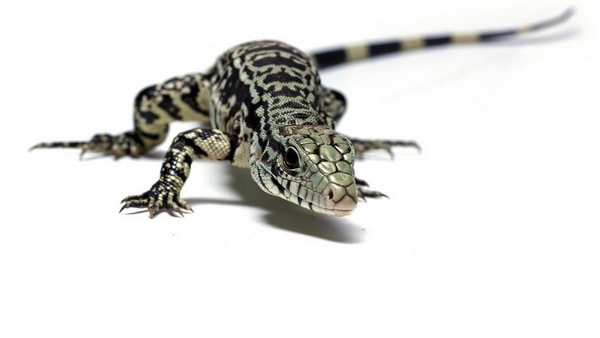 Man Dies In US After Bitten By Gila Monsters 