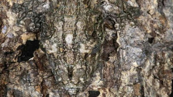 Optical illusion photo