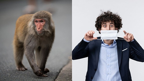 Monkey Fever In Karnataka,