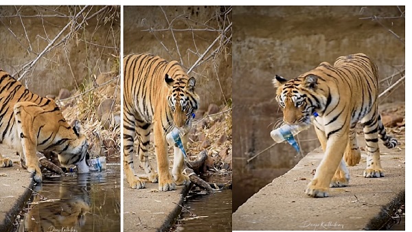  Wild Tiger Viral Video