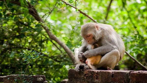 Why Monkeys Dont Know About Ginger Taste