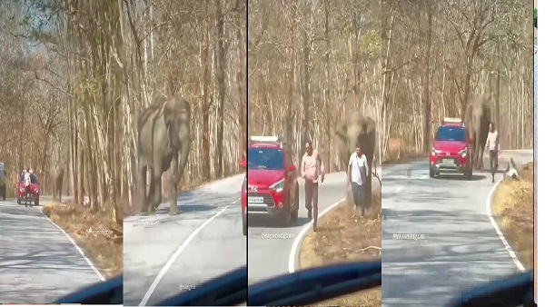 Wild Elephant Chased Two Man