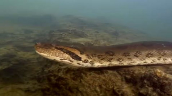 Worlds Biggest Snake Discovered In Amazon Rainforest 