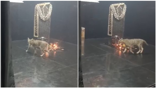 Cat In Shani Temple Doing Circling For Idol Video Gone Viral