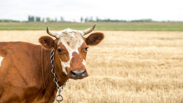 Cow Milk Can Be A Biggest Producer Of Insulin For World