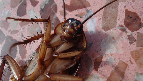 Doctors Pull Out Cockroach From Mans Lungs In Kerala