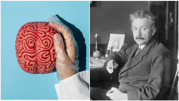 Einstein s Brain Was Stolen And Cut Into 240 Pieces By Doctor Einstein s Brain Was Stolen And Cut Into 240 Pieces By Doctor