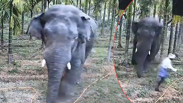 elephant attack in sakaleshpura