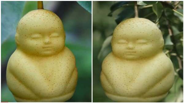 List Of Most Expensive Fruits In The World Here The Details