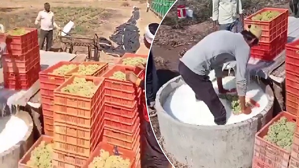 Grape Farmers Dips Grapes On Chemicals