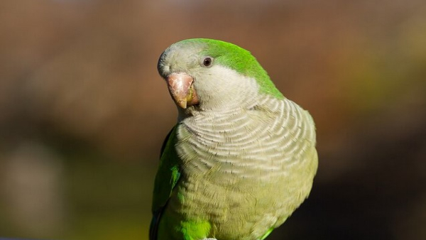What Is The Symptoms Of Parrots Fever