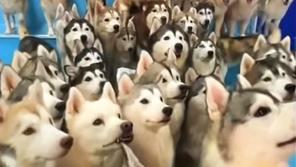 More Than 100 Dogs Entered The Mall After Escaped From Pet Cafe More Than 100 Dogs Entered The Mall After Escaped From Pet Cafe