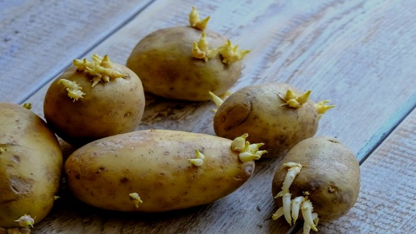 Can You Eat Sprouted Black Vegetables Here Is The Answer