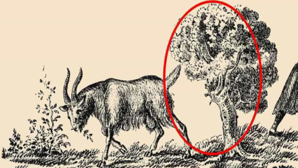 Can You Spot Cat Owner In This Picture Within A 5 Seconds