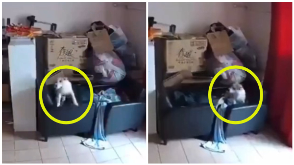 Dog Sensed The Earthquake Secands Before