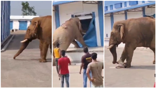 Elephant Rushed To Godown For Food Get Bag Rice