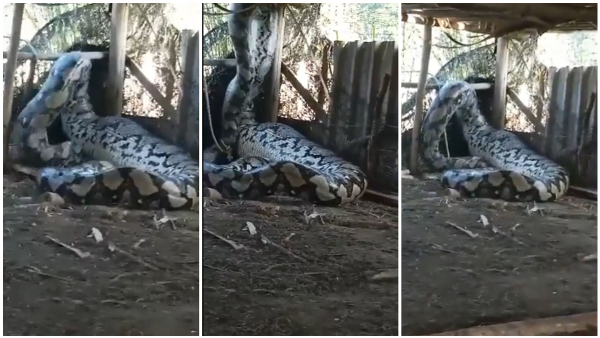 Giant Python Stuck After Having Big Meal Try to Escape From Shed