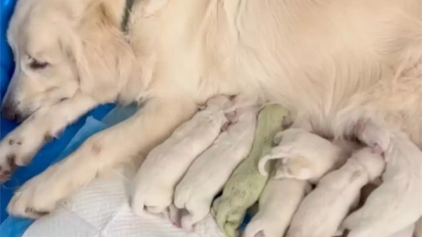 Golden Retriever Dog Give Birth To Green Colored Puppy