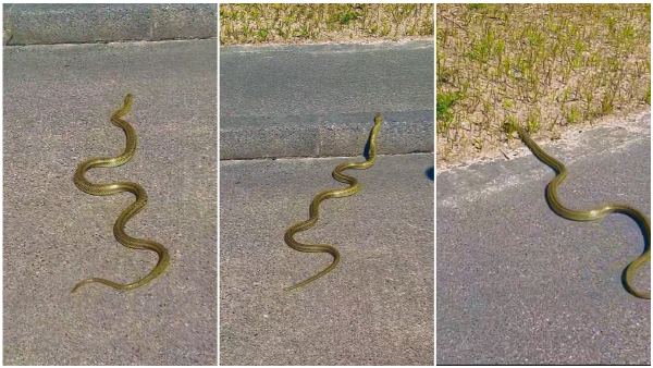 Golden Color Snake Crossing Road