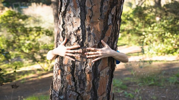 Hugging Trees For Rs 1 500 In Bangalore