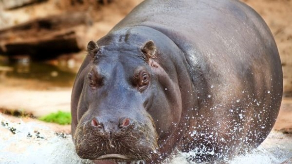 Male Hippo Is Become Female After 7 Years