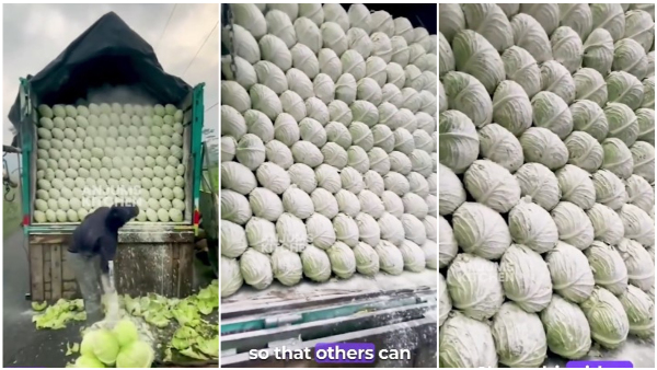 Man Spraying Chemical Powder On Cabbage Video Gone Viral