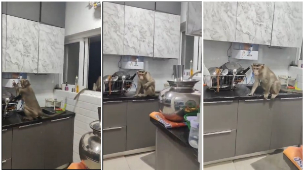Monkey Entered Apartment And Drink Water By Tap Monkey Entered Apartment And Drink Water By Tap