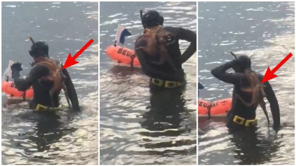 Unexpected Surprise For Sea Diver Octopus Stuck On His Back