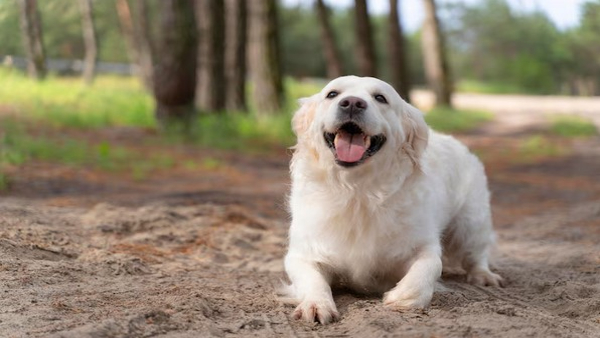 How To Protect The Health Of Pets In Summer