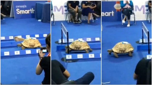 Tortoise Wins Race Against With Rabbit In Viral Video