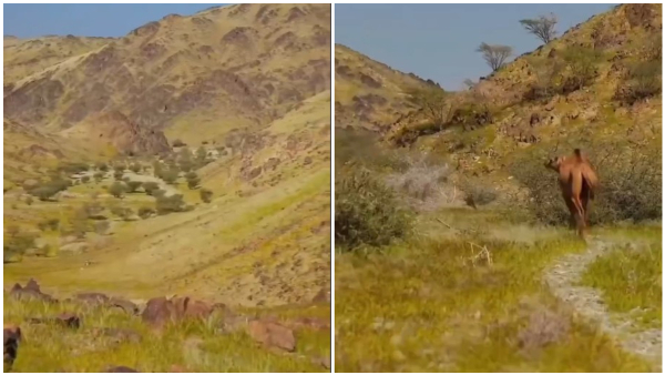 It s The Power Of Nature Saudi Desert Is Now A Green Pasture