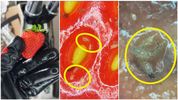 Strawberry Under A Microscope Will Leave You Worry