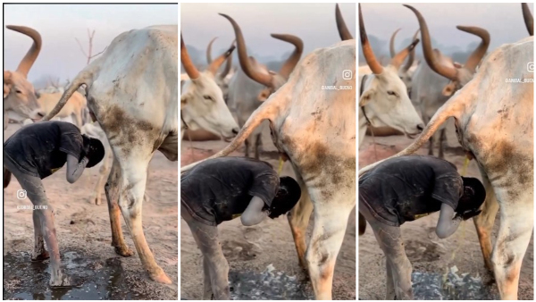 This Race That Bathes With Cow Urine And They Believe That Cow Is Sacred This Race That Bathes With Cow Urine And They Believe That Cow Is Sacred